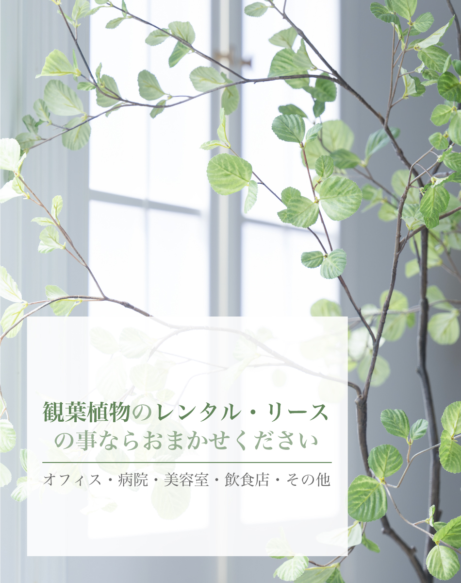 観葉植物のレンタル・リースの事ならおまかせください オフィス・病院・美容室・飲食店・その他