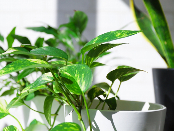 観葉植物レンタル